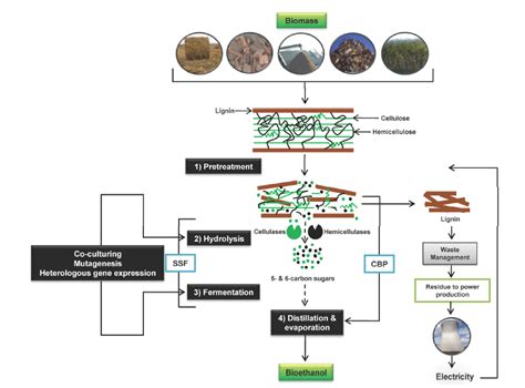 Carbohydrates From Biomass Sources And Transformation By Microbial