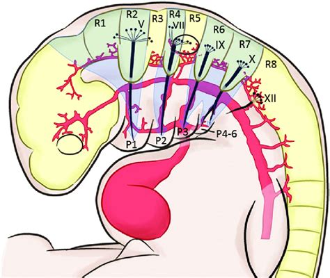 Rhombomeres And Their Relationship To The Pharyngeal Arches The