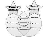 Active vs Passive Immunity | Editable Venn Diagram Template on Creately