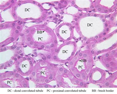 Distal Convoluted Tubule Slide