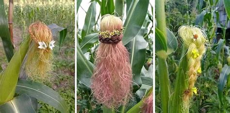 Braided Corn Silk | Home Design, Garden & Architecture Blog Magazine