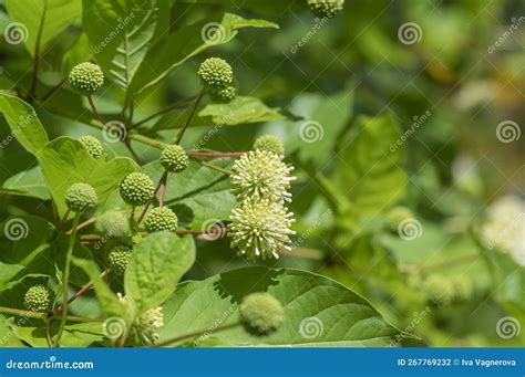 Cephalanthus Occidentalis Mexical White Flowering Plant Bright