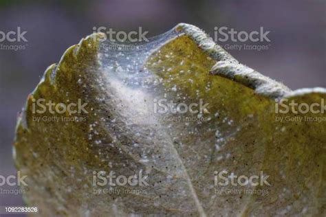 Spider Mite Colony Tetranychus Rose Leaf Covered With Microscopic Web Of Spider Mite Colony