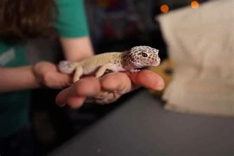 Why Do Leopard Geckos Chirp 7 Reasons ReptileBreeds