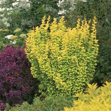 Sunjoy Mini Saffron Barberry My Proven Winners ColorChoices