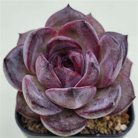 Echeveria Purple Odette Korean Succulents