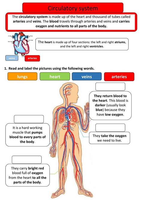 Circulatory System Free Online Activity Circulatory System Activities