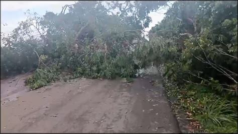 Chuva derruba árvores e bloqueia trânsito em trecho da TO 080