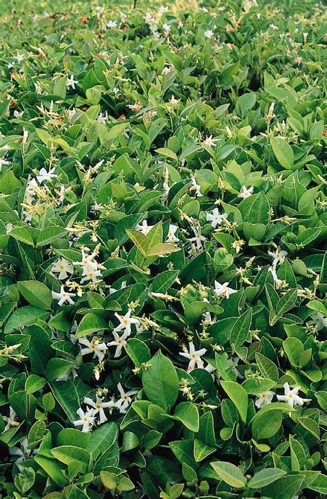 Asian Star Jasmine, Trachelospermum asiaticum, Monrovia Plant