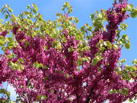 Chinesischer Judasbaum Avondale Cercis Chinensis Avondale