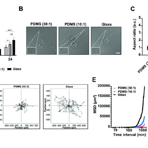 Effects Of Interface Stiffness On The Number Morphology Migration