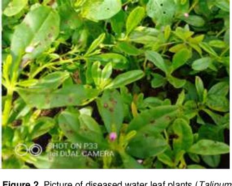 Figure 2 From Assessment Of Leaf Spot Disease On Water Leaf Talinum