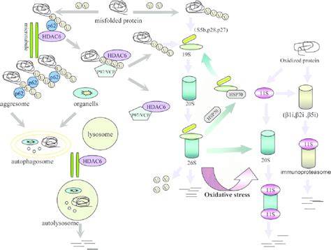 The proteasome system and autophagy degradation system in... | Download ...