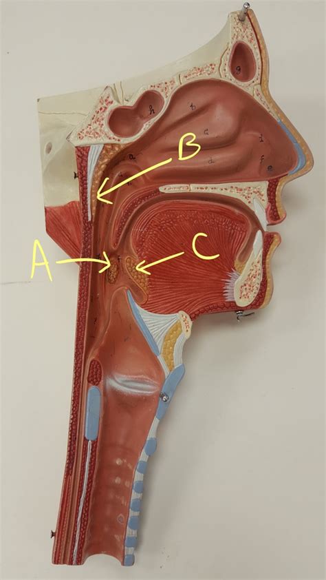 Sagittal Head Model with Tonsils Diagram | Quizlet