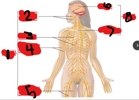 Final Lab Exam Flashcards Quizlet