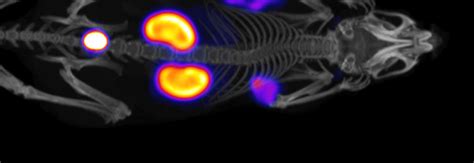 Novel Radiotracer Development For Preclinical Pet Imaging