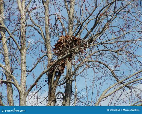 Squirrel Nest stock photo. Image of trees, nature, nest - 54363068