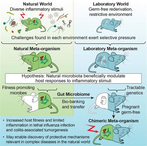 Gut Bacteria From Wild Mice Boost Health In L Eurekalert