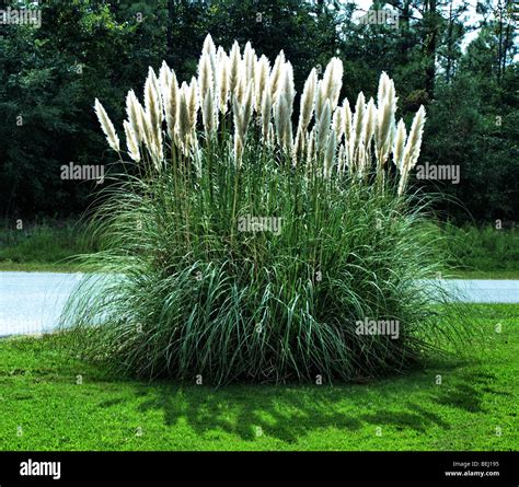 Pampas Ornimental Grass On A Green Lawn Yard With Dark Trees In Background Featuring The Bright