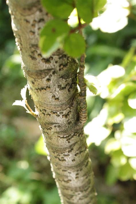 Stems And Baby Leaves Of Polyscias Balfouriana Variegata Stock Image