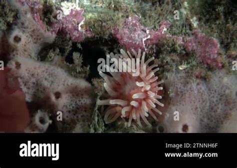 Sea Anemones In Unique Underwater Environment Of Barents Sea Bright