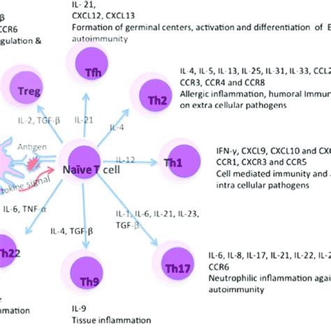 Cytokines Chemokines And Receptors Their Effector T Cells And