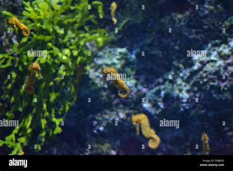 Aquarium plants hi-res stock photography and images - Alamy