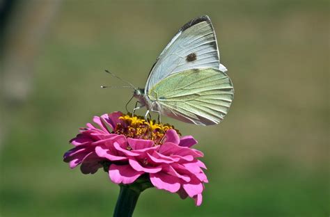 Schmetterling Blume Zinnie Kostenloses Foto Auf Pixabay Pixabay