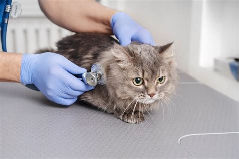 Understanding What Toxoplasmosis In Cats Is | CatBuzz