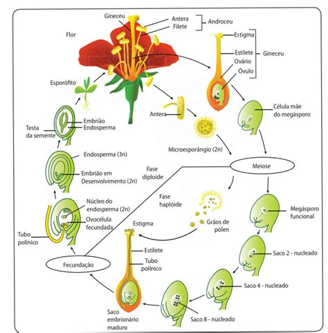 Ciclo De Vida De Angiosperma Botânica