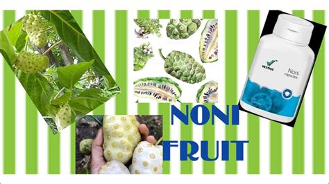 Benefits Of Noni Fruit Vestige Noni Capsule Review Nonicapsules Noni