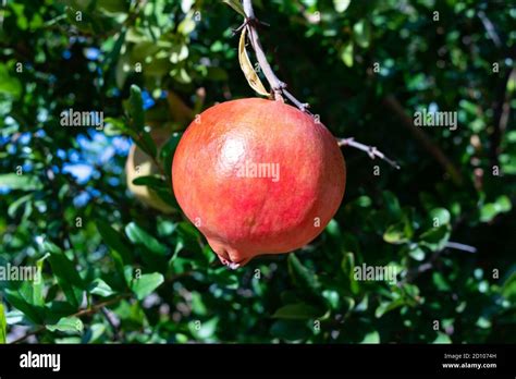 Pomegranate Plantation Hi Res Stock Photography And Images Alamy