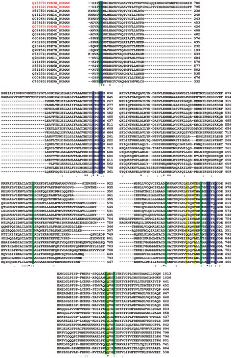 Clustal X 1 81 Multiple Alignment Of Human PDEs The Amino Acids In