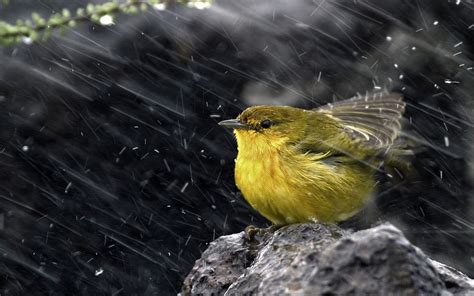 Rain Birds Wind Yellow Warbler Warblers Wallpapers Hd Desktop