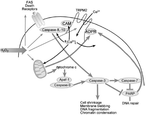 Proposed Classical Paradigm By Which Transient Receptor Potential