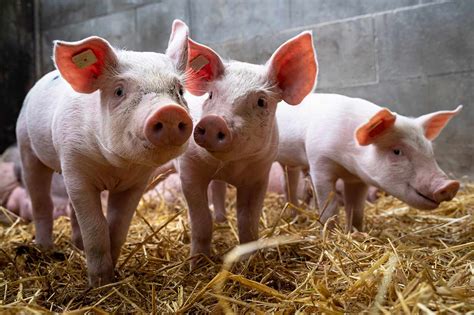 African Swine Fever And Avian Influenza The Next Viral Threats Alcimed