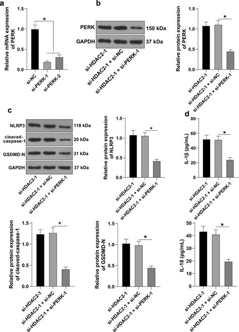 Silencing PERK Suppresses HDAC2 Downregulation Induced HTR8 Svneo Cell