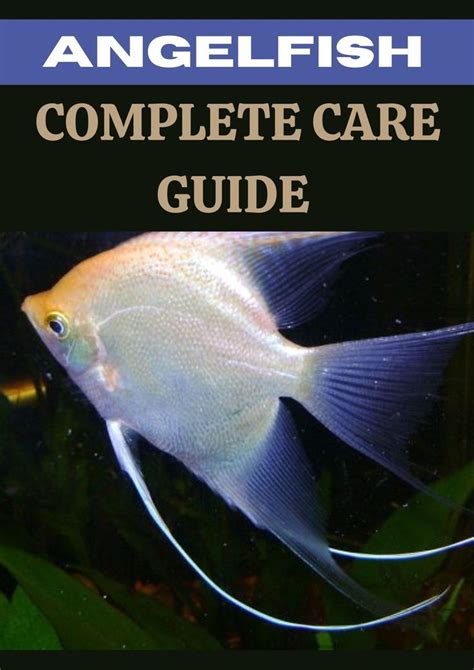 2022 Angelfish Complete Care Guide Artofit