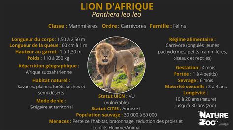 Lion d Afrique Nature et Zoo l actualité des parcs zoologiques