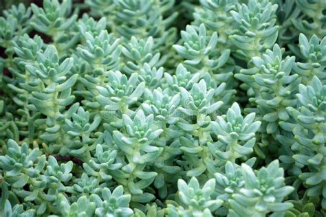 Sedum Treleasei Succulent Plant With Pale Blue Green Thick And Fleshy