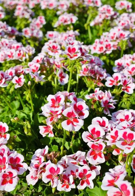 18 Plants That Make Great Companions for Petunias - Plus 5 to Avoid!