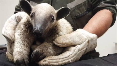 Hombre Golpeó A Oso Hormiguero Hasta Matarlo En Colombia