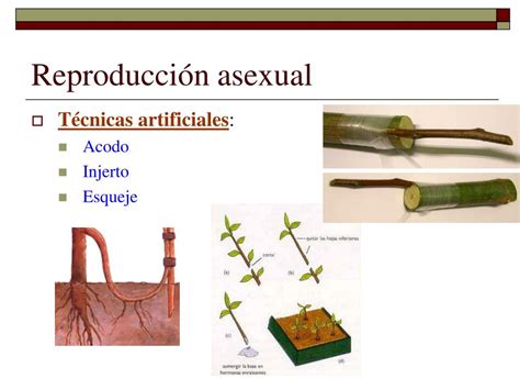 Ppt Tema Parte La Reproducci N En Las Plantas Powerpoint