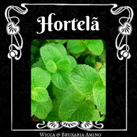 Hortel Wiki Wicca Bruxaria Amino