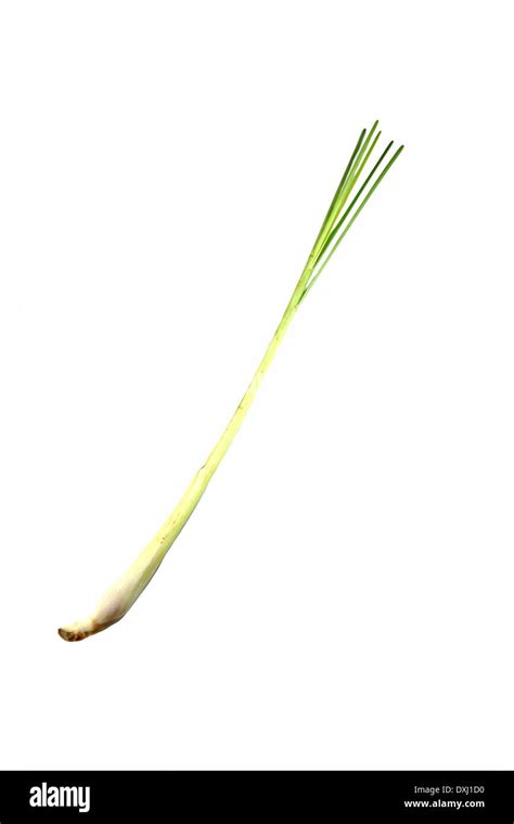 Fresh Lemongrass Isolated On White Background Stock Photo Alamy