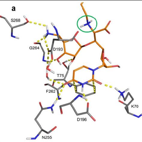 A Insights Into The X Ray Co Crystal Structure Of MraY From Aquifex