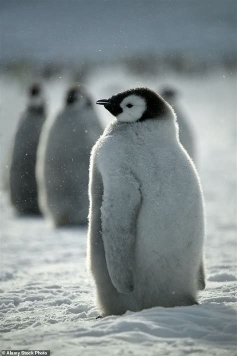 Hundreds of baby emperor penguins stranded on breakaway iceberg ...