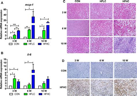 Hfhc Caused Liver Inflammation Relative Mrna Expression Of Mcp 1 A