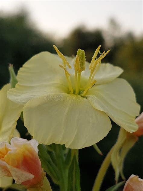 Oenothera Biennis Stock Image Image Of Flower Medicinal 251026031