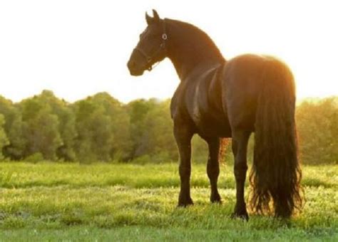 Le Plus Beau Cheval Du Monde Monchiwawa